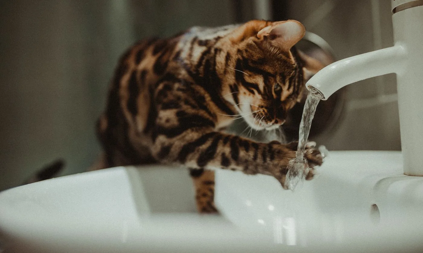 Bengal cat investigating running water in a white sink