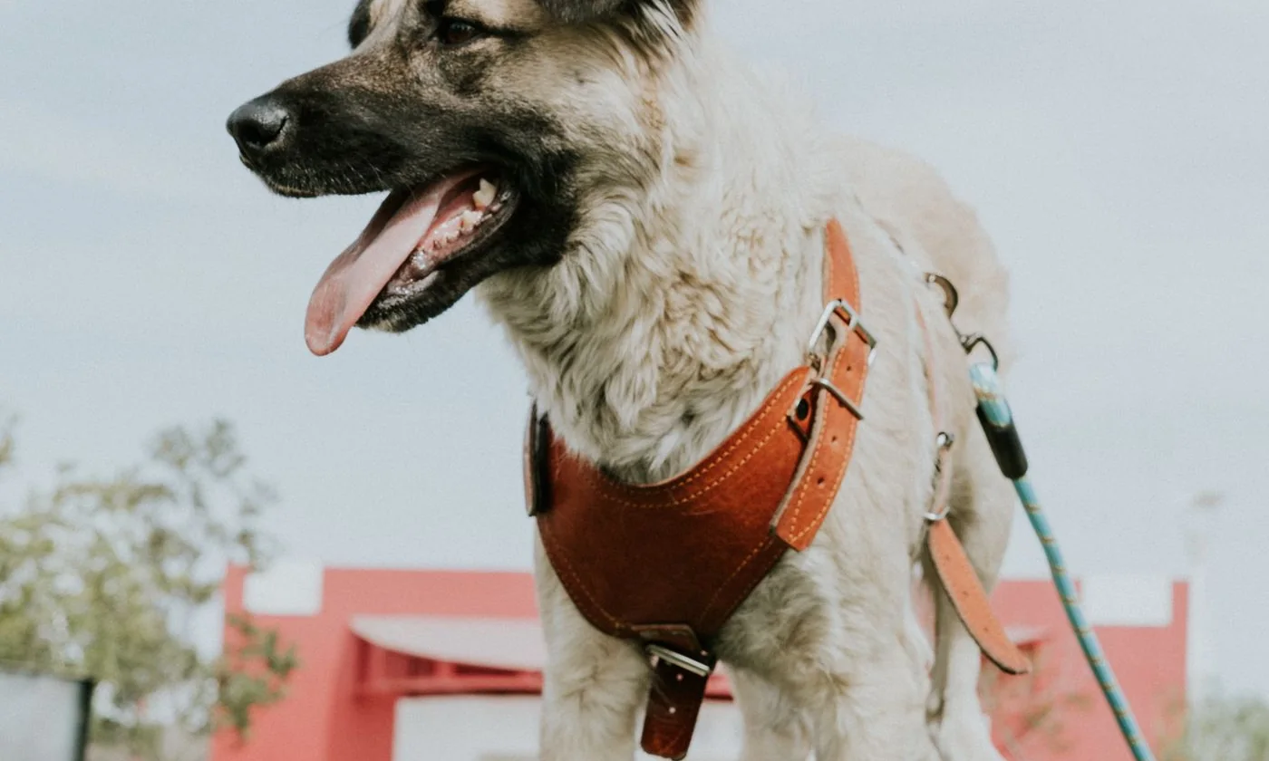 Dog wearing a harness while standing outdoors