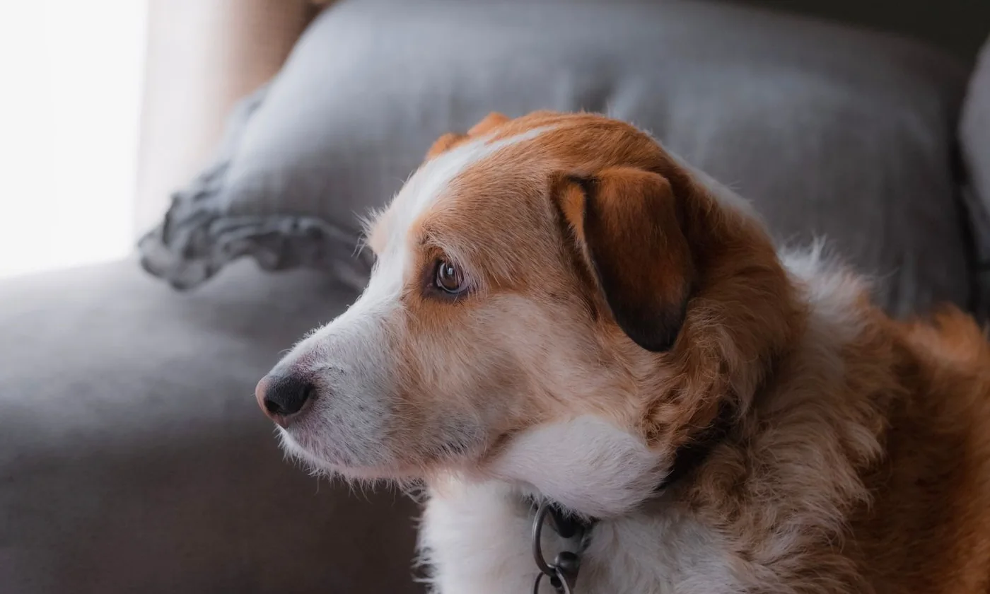 Dog sitting on a sofa in natural light at home